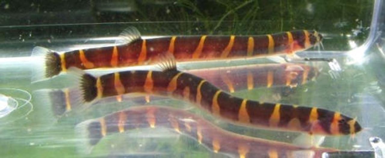 6 Pack - Striped Kuhli Loach Live Freshwater Aquarium Fish