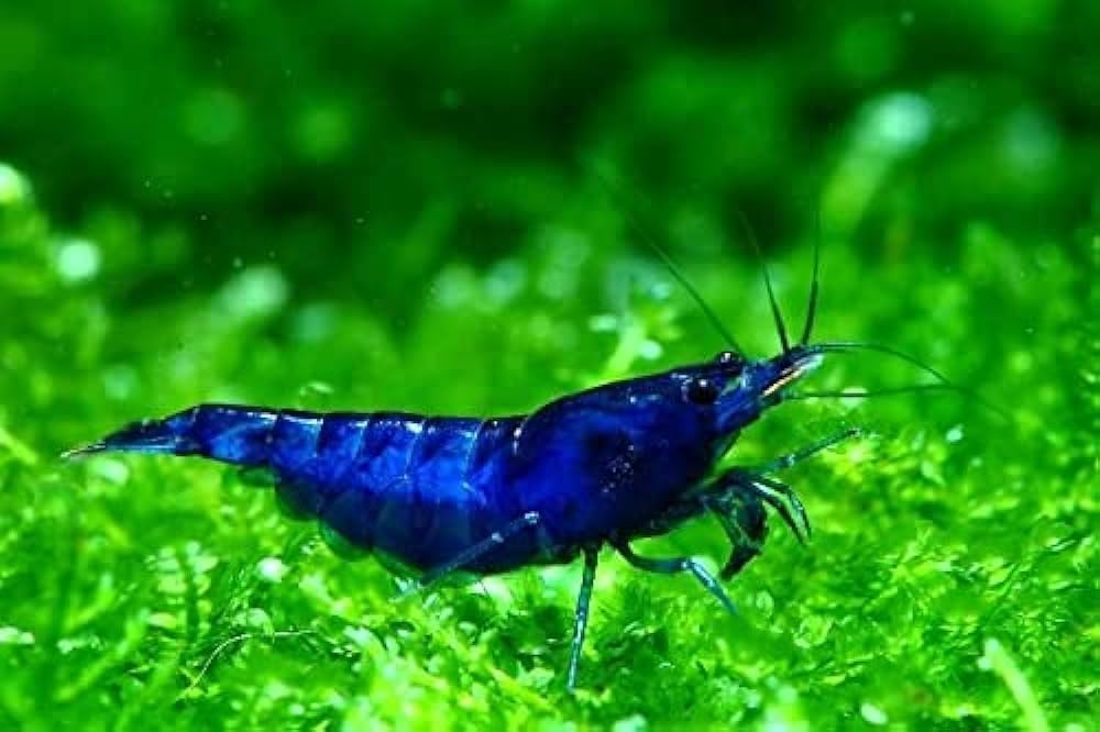 20 Blue Dream Neocaridina Live Freshwater Shrimps Adding Color and Light to Tank Live Aquarium Shrimps