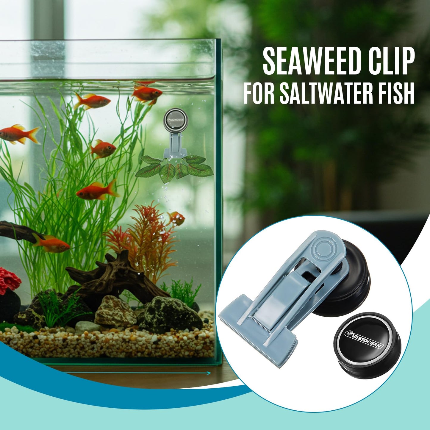 Blulu 1 Pcs Magnetic Seaweed Feeding Clips Saltwater Aquarium Tank Accessories Algae Magnet Seaweed Feeder for Fish and Aquatic Pets, Automatic Fish Feeder - Buy The Sea Aquatics