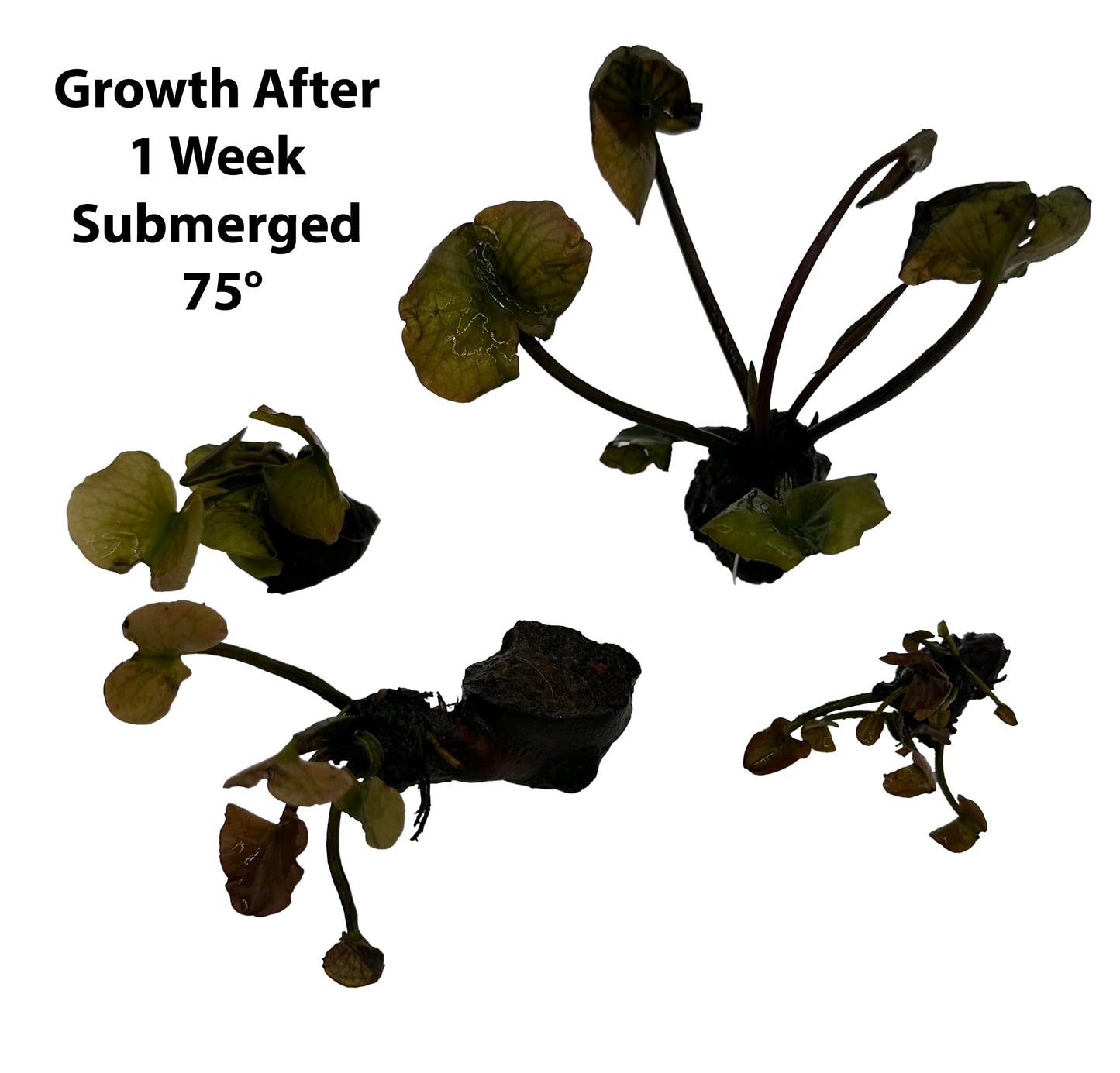 10 Plus Red Root Floater Plants Phyllanthus fluitans Floating Pond Plant Live Aquarium Floating Plants Create Shade and Hiding for Your Fish and Other inhabitants