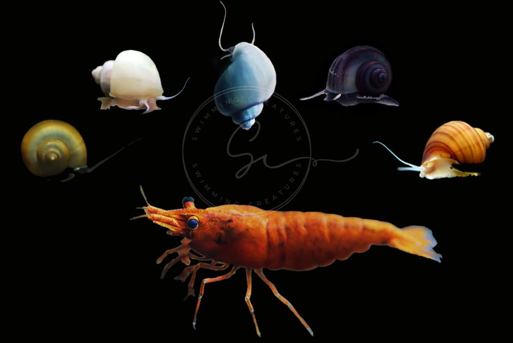Swimming Creatures™ Freshwater Aquarium Shrimp - A Perfect Combo to Brighten Your Aquarium! (20 Mixed + 4 Assassin Snail)