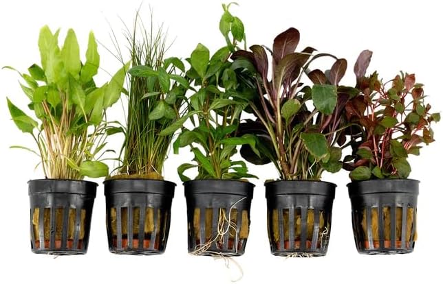 Live Freshwater Aquarium Plants - 5 Assorted Potted for Fish Tanks - (Grower's Choice) Beginner Friendly - Buy The Sea Aquatics