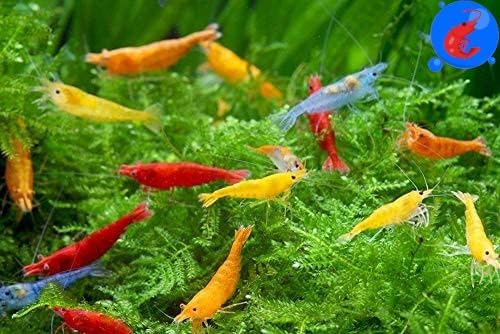 Generic Shrimp Up Aquatics™ 20+ Mixed Color Neocaridina Shrimp Live Freshwater Aquarium Inverts Live Arrival! Mixed - Buy The Sea Aquatics
