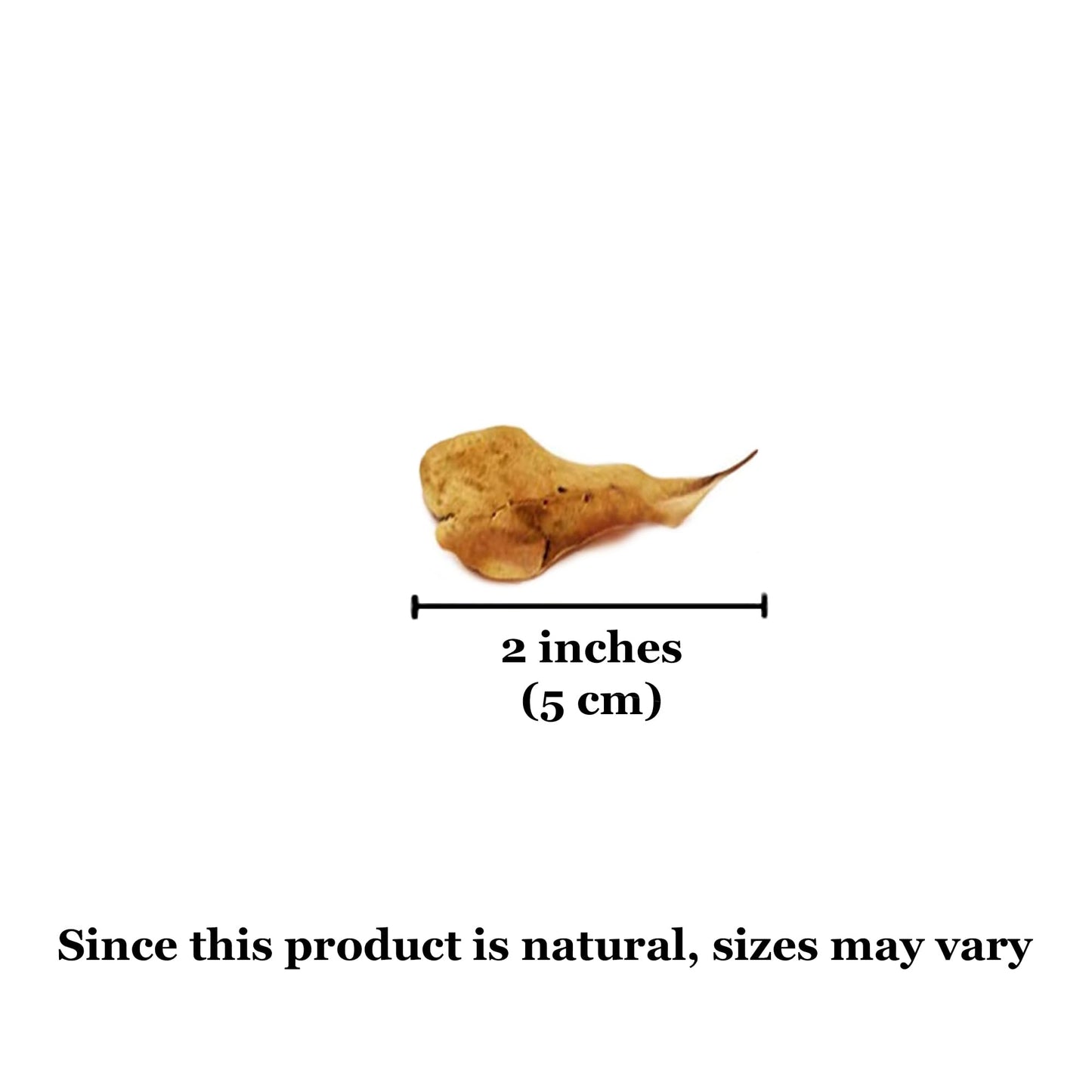 SunGrow 50 pcs Catappa Indian Almond Leaves – 2” Water Conditioner for Betta Fish Tank, Aquarium Leaf for Fish Breeding, Shrimp, Goldfish, Guppy & Frogs