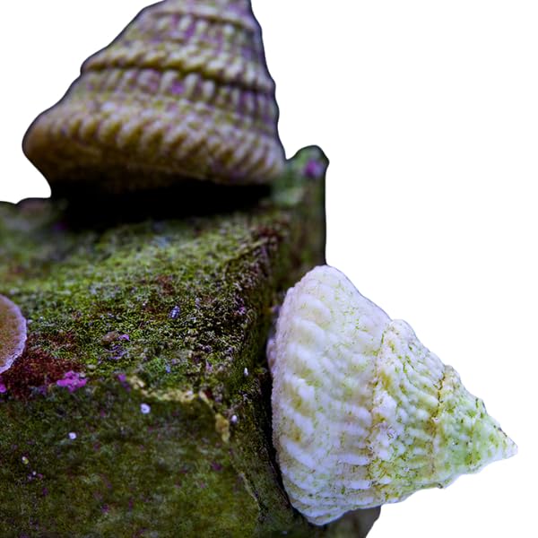 LLC Astrea Turbo Snails – Live Saltwater Invertebrates, Clean Up Crew, Livestock,Reef, Marine Turbo/Astrea/Snails (Packs of 10, 25, 50, 100) (10) - Buy The Sea Aquatics
