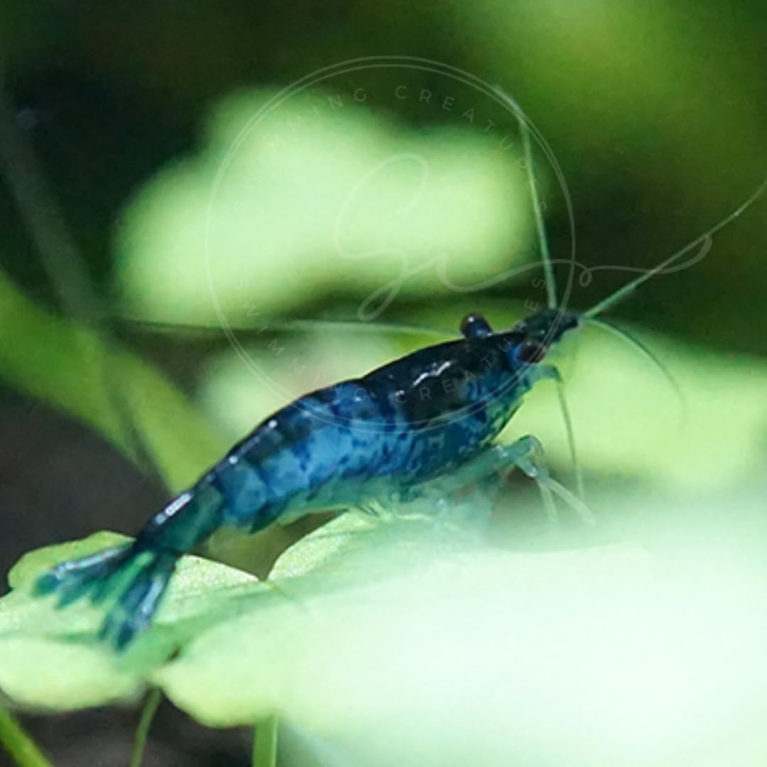 Swimming Creatures™ Freshwater Aquarium Shrimp - A Perfect Combo to Brighten Your Aquarium! (20 Mixed + 4 Assassin Snail)