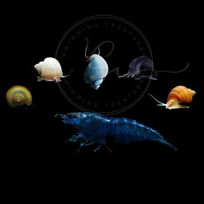 Swimming Creatures™ Freshwater Aquarium Shrimp - A Perfect Combo to Brighten Your Aquarium! (20 Mixed + 4 Assassin Snail)