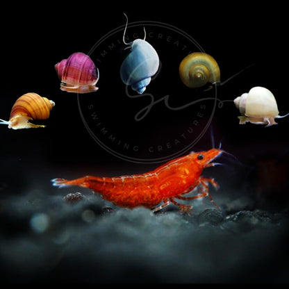 Swimming Creatures™ Freshwater Aquarium Shrimp - A Perfect Combo to Brighten Your Aquarium! (20 Mixed + 4 Assassin Snail)