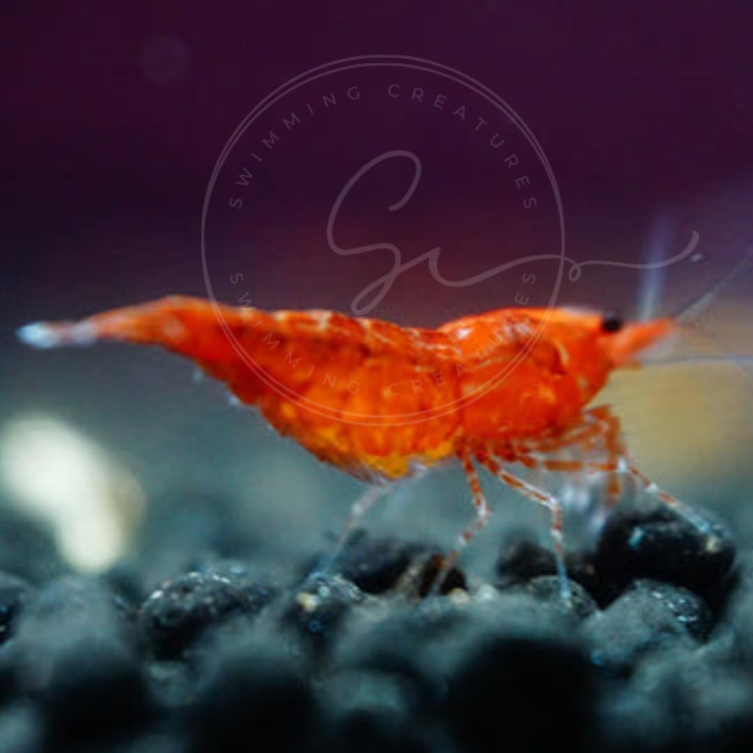 Swimming Creatures™ Freshwater Aquarium Shrimp - A Perfect Combo to Brighten Your Aquarium! (20 Mixed + 4 Assassin Snail)