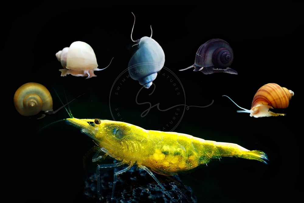 Swimming Creatures™ Freshwater Aquarium Shrimp - A Perfect Combo to Brighten Your Aquarium! (20 Mixed + 4 Assassin Snail)