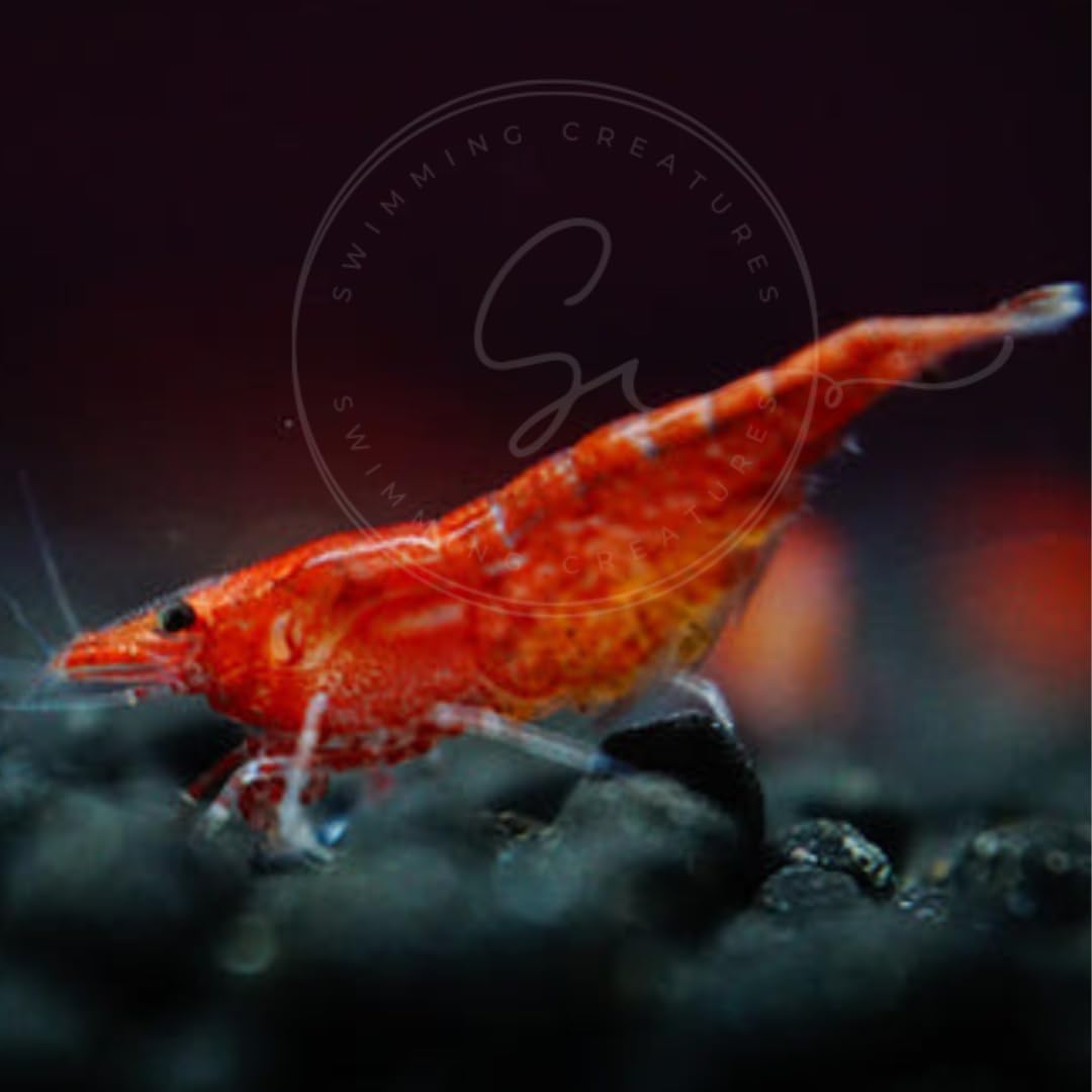 Swimming Creatures™ Freshwater Aquarium Shrimp - A Perfect Combo to Brighten Your Aquarium! (20 Mixed + 4 Assassin Snail)