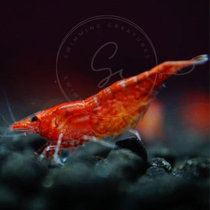 Swimming Creatures™ Freshwater Aquarium Shrimp - A Perfect Combo to Brighten Your Aquarium! (20 Mixed + 4 Assassin Snail)