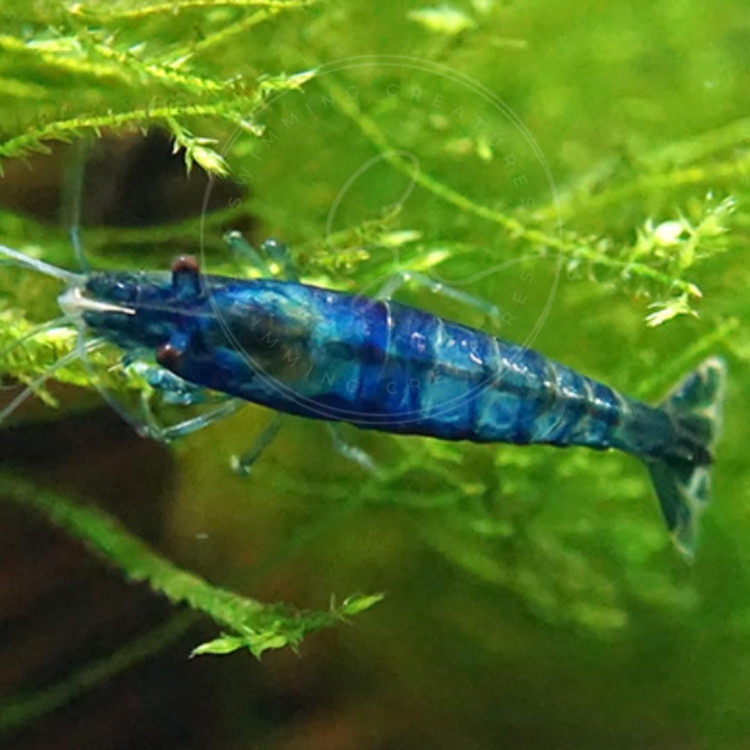 Swimming Creatures™ Freshwater Aquarium Shrimp - A Perfect Combo to Brighten Your Aquarium! (20 Mixed + 4 Assassin Snail)