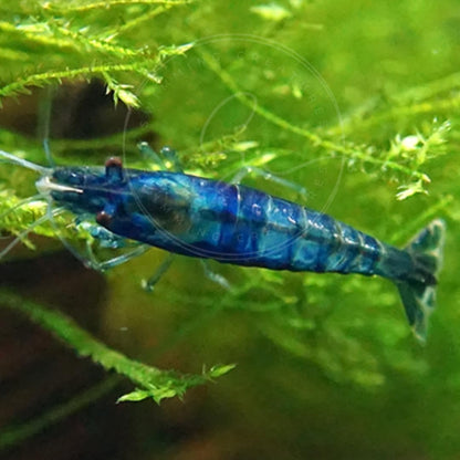 Swimming Creatures™ Freshwater Aquarium Shrimp - A Perfect Combo to Brighten Your Aquarium! (20 Mixed + 4 Assassin Snail)