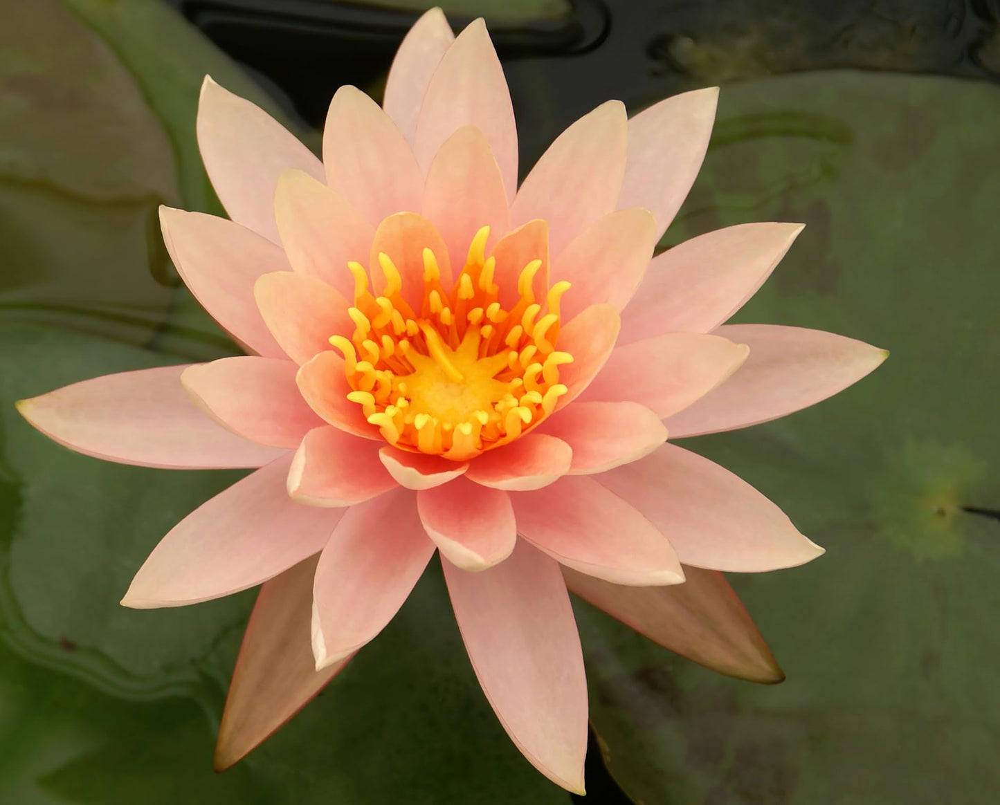 10 Plus Red Root Floater Plants Phyllanthus fluitans Floating Pond Plant Live Aquarium Floating Plants Create Shade and Hiding for Your Fish and Other inhabitants