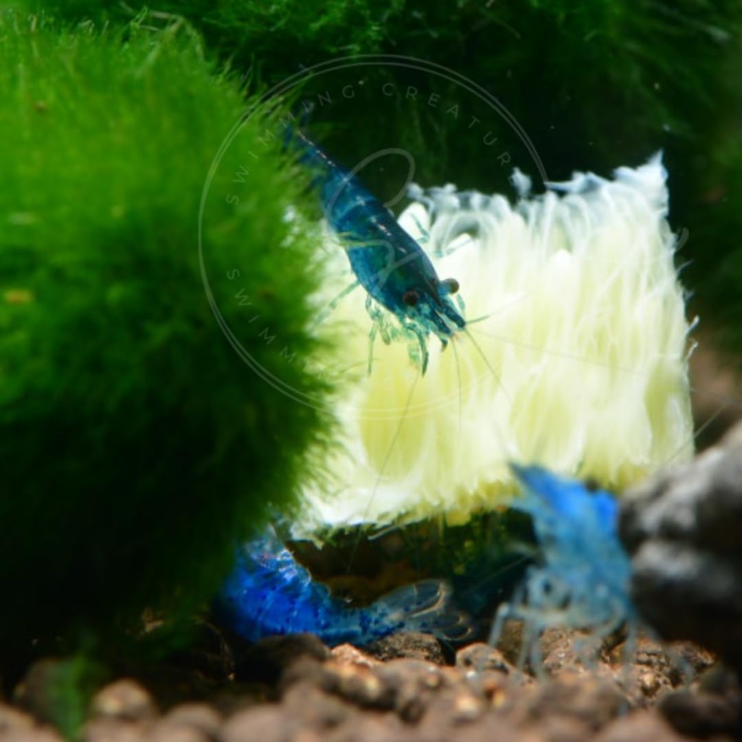 Swimming Creatures™ Freshwater Aquarium Shrimp - A Perfect Combo to Brighten Your Aquarium! (20 Mixed + 4 Assassin Snail)