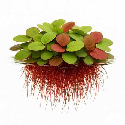 10 Plus Red Root Floater Plants Phyllanthus fluitans Floating Pond Plant Live Aquarium Floating Plants Create Shade and Hiding for Your Fish and Other inhabitants