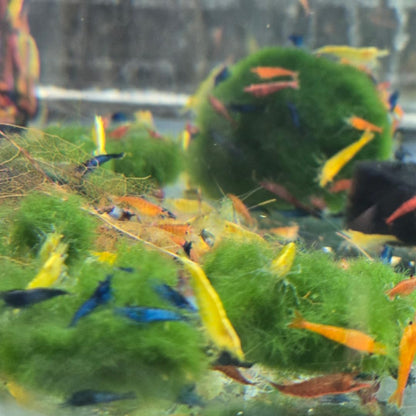 Swimming Creatures™ Freshwater Aquarium Shrimp - A Perfect Combo to Brighten Your Aquarium! (20 Mixed + 4 Assassin Snail)