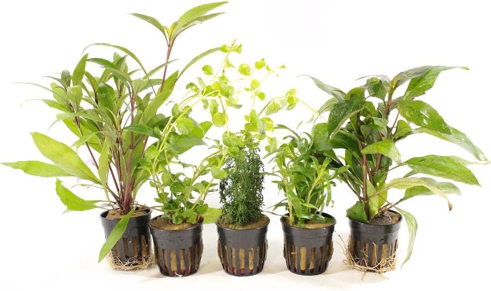 Live Freshwater Aquarium Plants - 5 Assorted Potted for Fish Tanks - (Grower's Choice) Beginner Friendly - Buy The Sea Aquatics