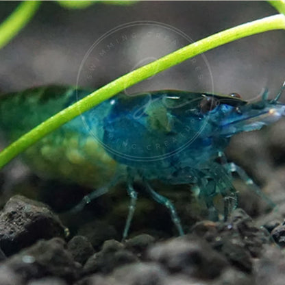 Swimming Creatures™ Freshwater Aquarium Shrimp - A Perfect Combo to Brighten Your Aquarium! (20 Mixed + 4 Assassin Snail)