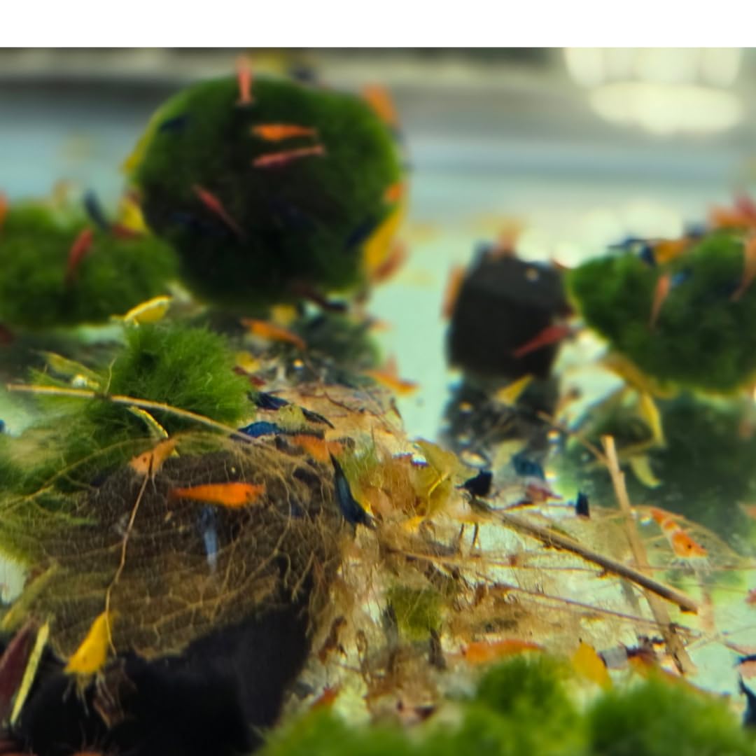 Swimming Creatures™ Freshwater Aquarium Shrimp - A Perfect Combo to Brighten Your Aquarium! (20 Mixed + 4 Assassin Snail)