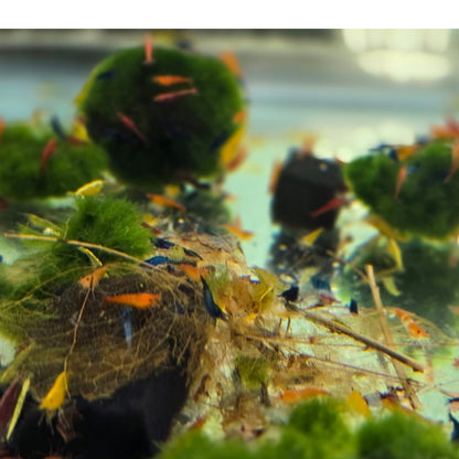 Swimming Creatures™ Freshwater Aquarium Shrimp - A Perfect Combo to Brighten Your Aquarium! (20 Mixed + 4 Assassin Snail)