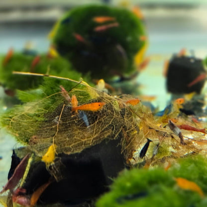 Swimming Creatures™ Freshwater Aquarium Shrimp - A Perfect Combo to Brighten Your Aquarium! (20 Mixed + 4 Assassin Snail)