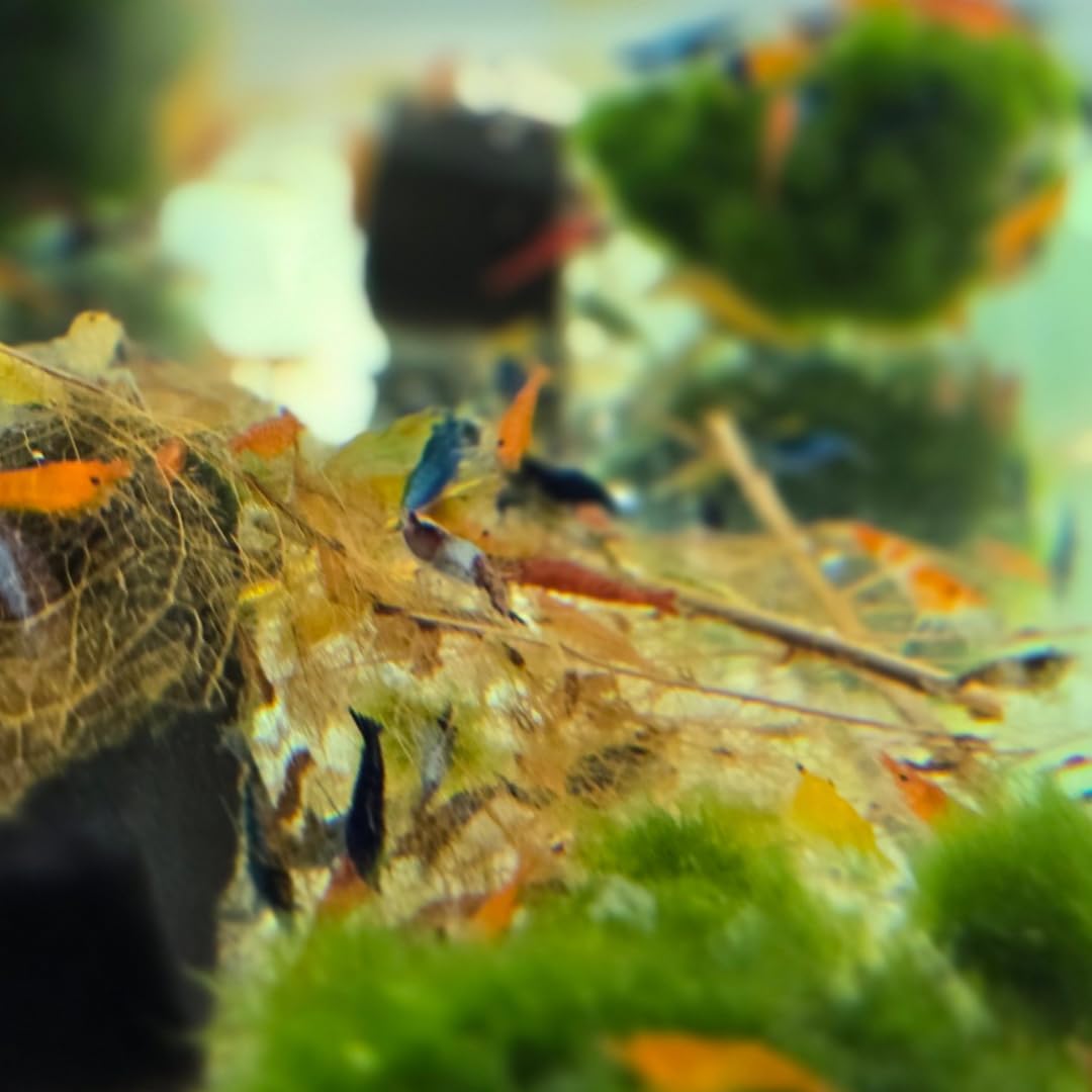 Swimming Creatures™ Freshwater Aquarium Shrimp - A Perfect Combo to Brighten Your Aquarium! (20 Mixed + 4 Assassin Snail)