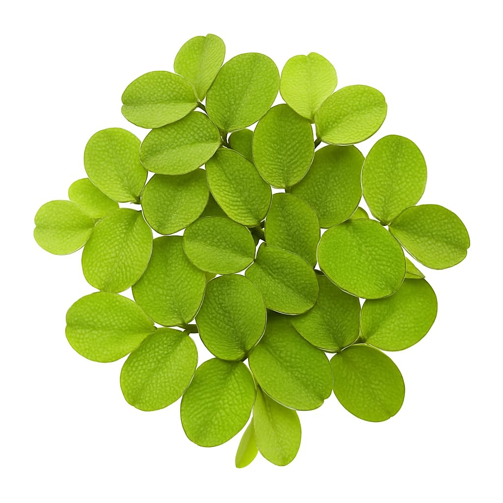 10 Plus Red Root Floater Plants Phyllanthus fluitans Floating Pond Plant Live Aquarium Floating Plants Create Shade and Hiding for Your Fish and Other inhabitants