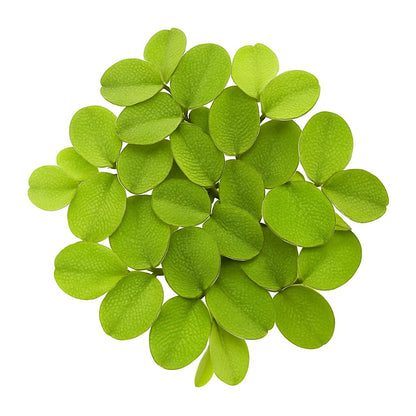 10 Plus Red Root Floater Plants Phyllanthus fluitans Floating Pond Plant Live Aquarium Floating Plants Create Shade and Hiding for Your Fish and Other inhabitants