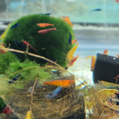 Swimming Creatures™ Freshwater Aquarium Shrimp - A Perfect Combo to Brighten Your Aquarium! (20 Mixed + 4 Assassin Snail)