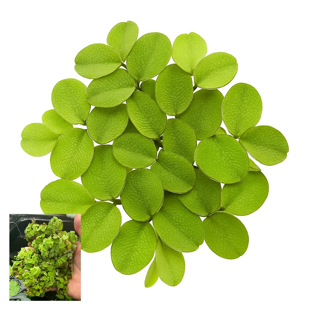 10 Plus Red Root Floater Plants Phyllanthus fluitans Floating Pond Plant Live Aquarium Floating Plants Create Shade and Hiding for Your Fish and Other inhabitants