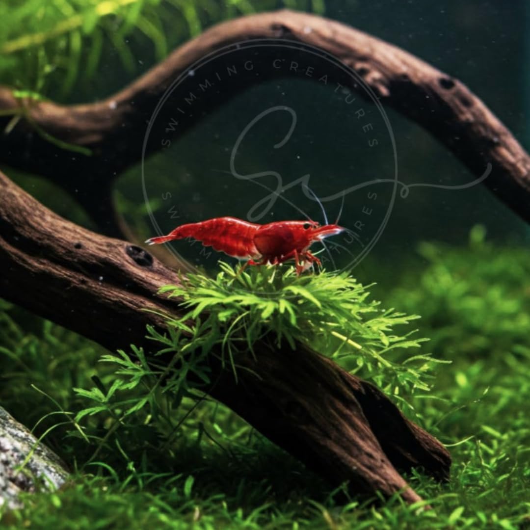 Swimming Creatures™ Freshwater Aquarium Shrimp - A Perfect Combo to Brighten Your Aquarium! (20 Mixed + 4 Assassin Snail)