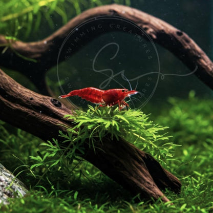 Swimming Creatures™ Freshwater Aquarium Shrimp - A Perfect Combo to Brighten Your Aquarium! (20 Mixed + 4 Assassin Snail)