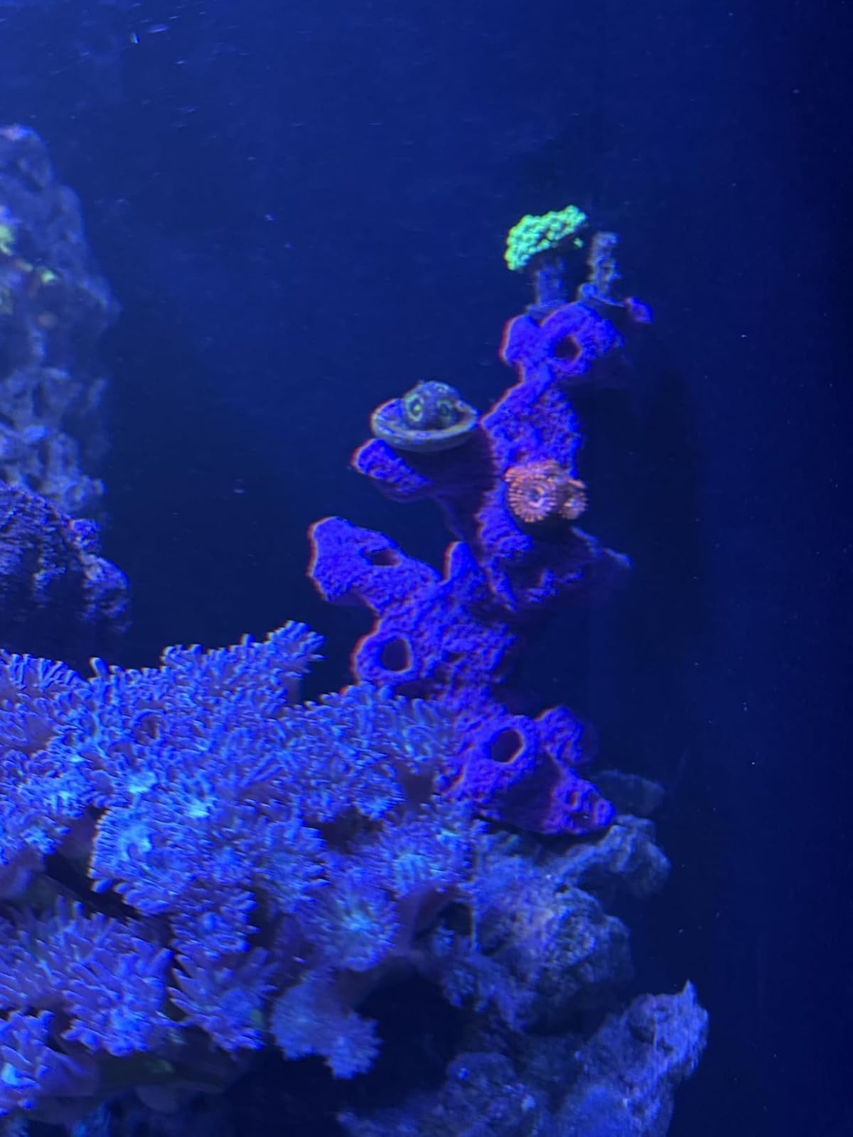 Ocean Aquaria 10 Hole Torch Tower Coral Frag Plug Rack/Frag Rock for Live Coral Plug Ons for Reef Aquariums (Black) - Buy The Sea Aquatics