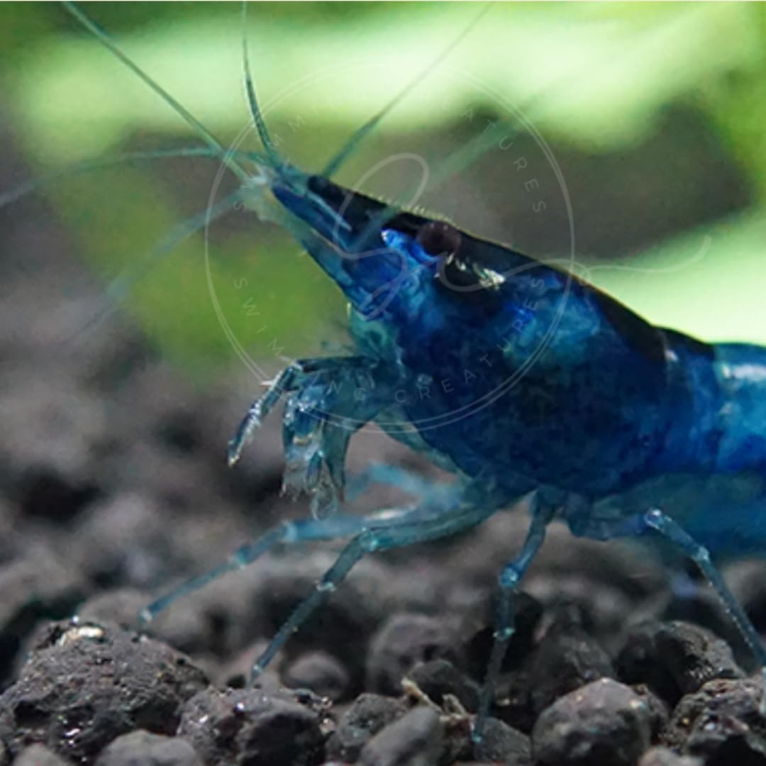 Swimming Creatures™ Freshwater Aquarium Shrimp - A Perfect Combo to Brighten Your Aquarium! (20 Mixed + 4 Assassin Snail)