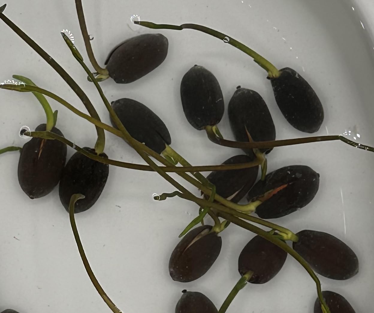10 Plus Red Root Floater Plants Phyllanthus fluitans Floating Pond Plant Live Aquarium Floating Plants Create Shade and Hiding for Your Fish and Other inhabitants