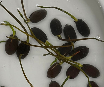 10 Plus Red Root Floater Plants Phyllanthus fluitans Floating Pond Plant Live Aquarium Floating Plants Create Shade and Hiding for Your Fish and Other inhabitants