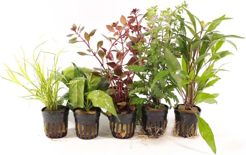 Live Freshwater Aquarium Plants - 5 Assorted Potted for Fish Tanks - (Grower's Choice) Beginner Friendly - Buy The Sea Aquatics