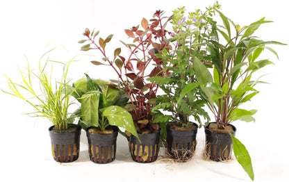 Live Freshwater Aquarium Plants - 5 Assorted Potted for Fish Tanks - (Grower's Choice) Beginner Friendly - Buy The Sea Aquatics