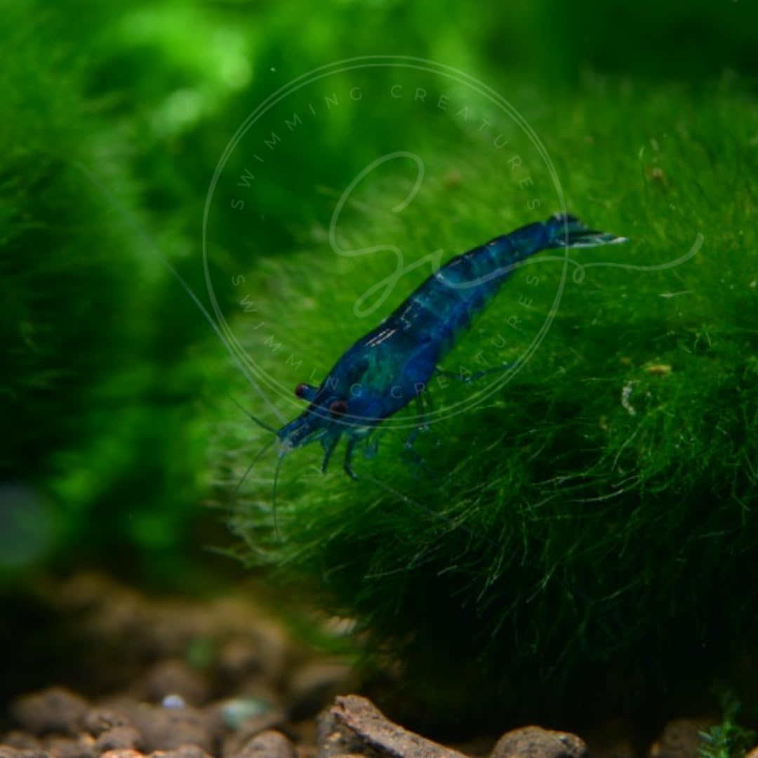 Swimming Creatures™ Freshwater Aquarium Shrimp - A Perfect Combo to Brighten Your Aquarium! (20 Mixed + 4 Assassin Snail)