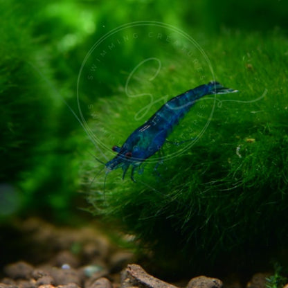 Swimming Creatures™ Freshwater Aquarium Shrimp - A Perfect Combo to Brighten Your Aquarium! (20 Mixed + 4 Assassin Snail)
