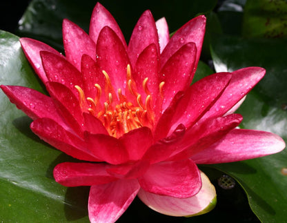 10 Plus Red Root Floater Plants Phyllanthus fluitans Floating Pond Plant Live Aquarium Floating Plants Create Shade and Hiding for Your Fish and Other inhabitants