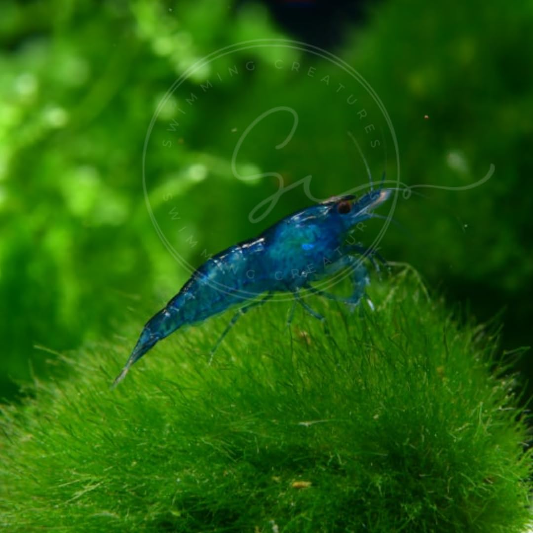 Swimming Creatures™ Freshwater Aquarium Shrimp - A Perfect Combo to Brighten Your Aquarium! (20 Mixed + 4 Assassin Snail)