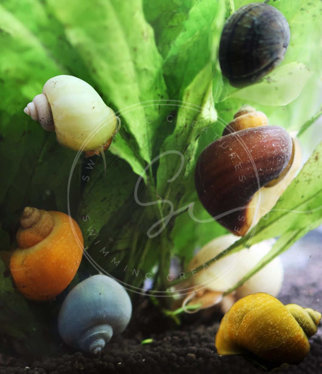 Swimming Creatures™ Freshwater Aquarium Shrimp - A Perfect Combo to Brighten Your Aquarium! (20 Mixed + 4 Assassin Snail)
