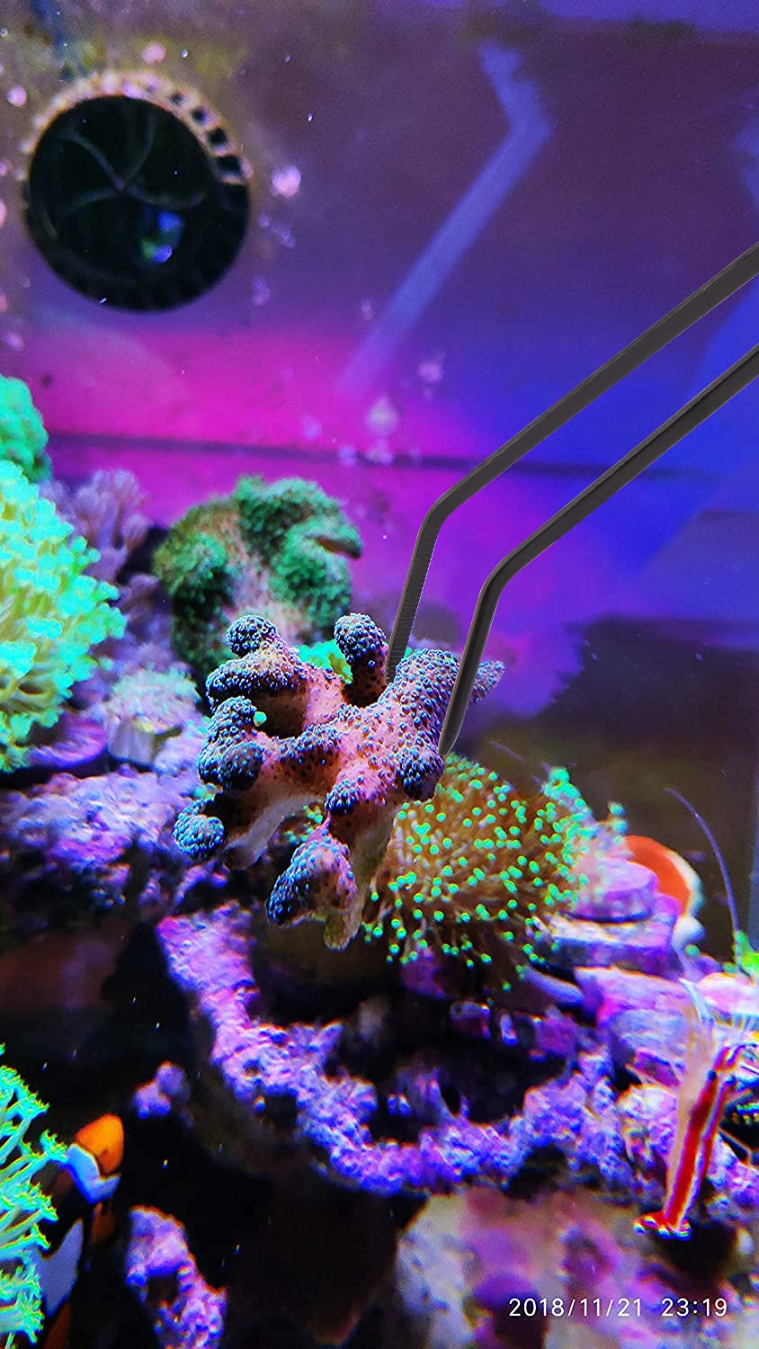 31.5Inch Long Corals Grabber,reefs Feeders,Aquarium Veggie Feedting Tool,Aquarium Food Clip Feeding(Long Reef Grabber and Coral Feeder Kits(Anti-Rust)