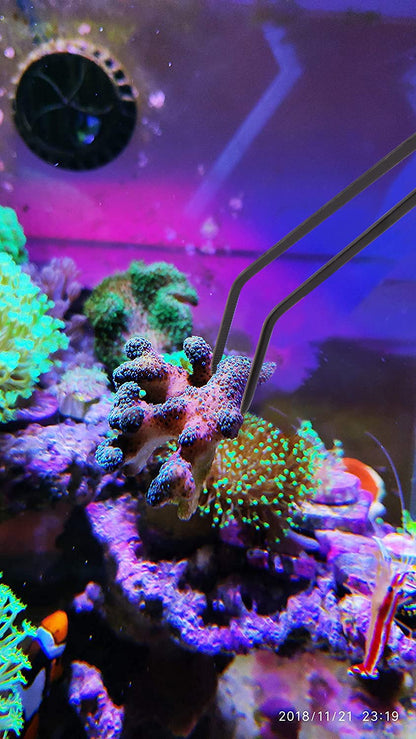 31.5Inch Long Corals Grabber,reefs Feeders,Aquarium Veggie Feedting Tool,Aquarium Food Clip Feeding(Long Reef Grabber and Coral Feeder Kits(Anti-Rust)