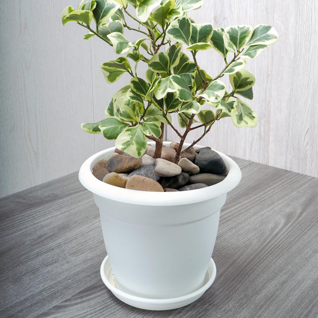 2lbs Natural River Rocks, 1/4" Aquarium Gravel Succulent Cactus Pea Gravel for Plants, Fish Tank, Decorative Pebbles for Gardening, Flower Pots, Vase Fillers, Indoor Water Fountains, Landscaping - Buy The Sea Aquatics