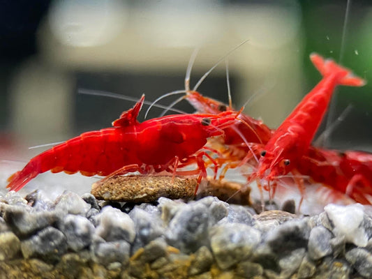 Las Vegas Exotic Fish™ 20 High Grade Fire Red Cherry Shrimps Neocaridina Live Freshwater Shrimp Aquarium Inverts (Live Guarantee or Replacemnt is free) FREE PLANT! - Buy The Sea Aquatics
