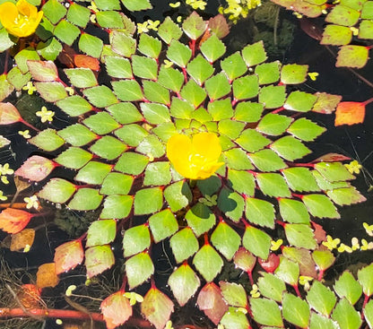 10 Plus Red Root Floater Plants Phyllanthus fluitans Floating Pond Plant Live Aquarium Floating Plants Create Shade and Hiding for Your Fish and Other inhabitants